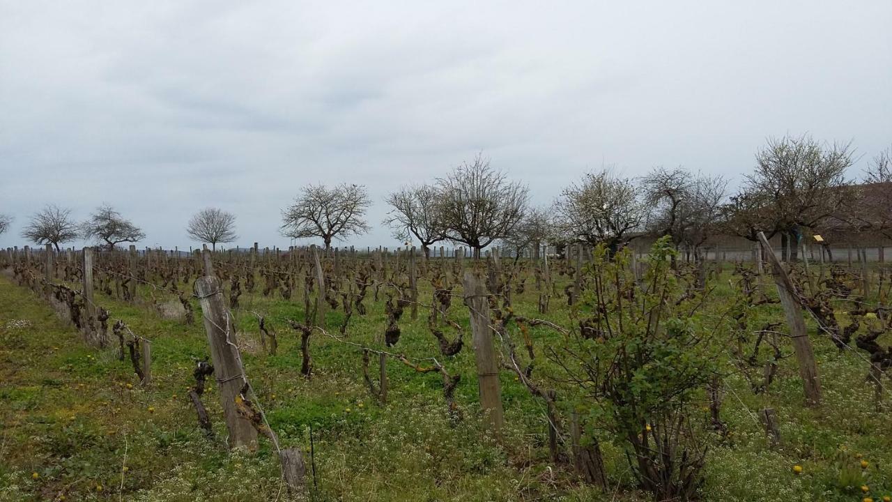 La Chagnelotte Apartamento Farges-les-Chalon Exterior foto